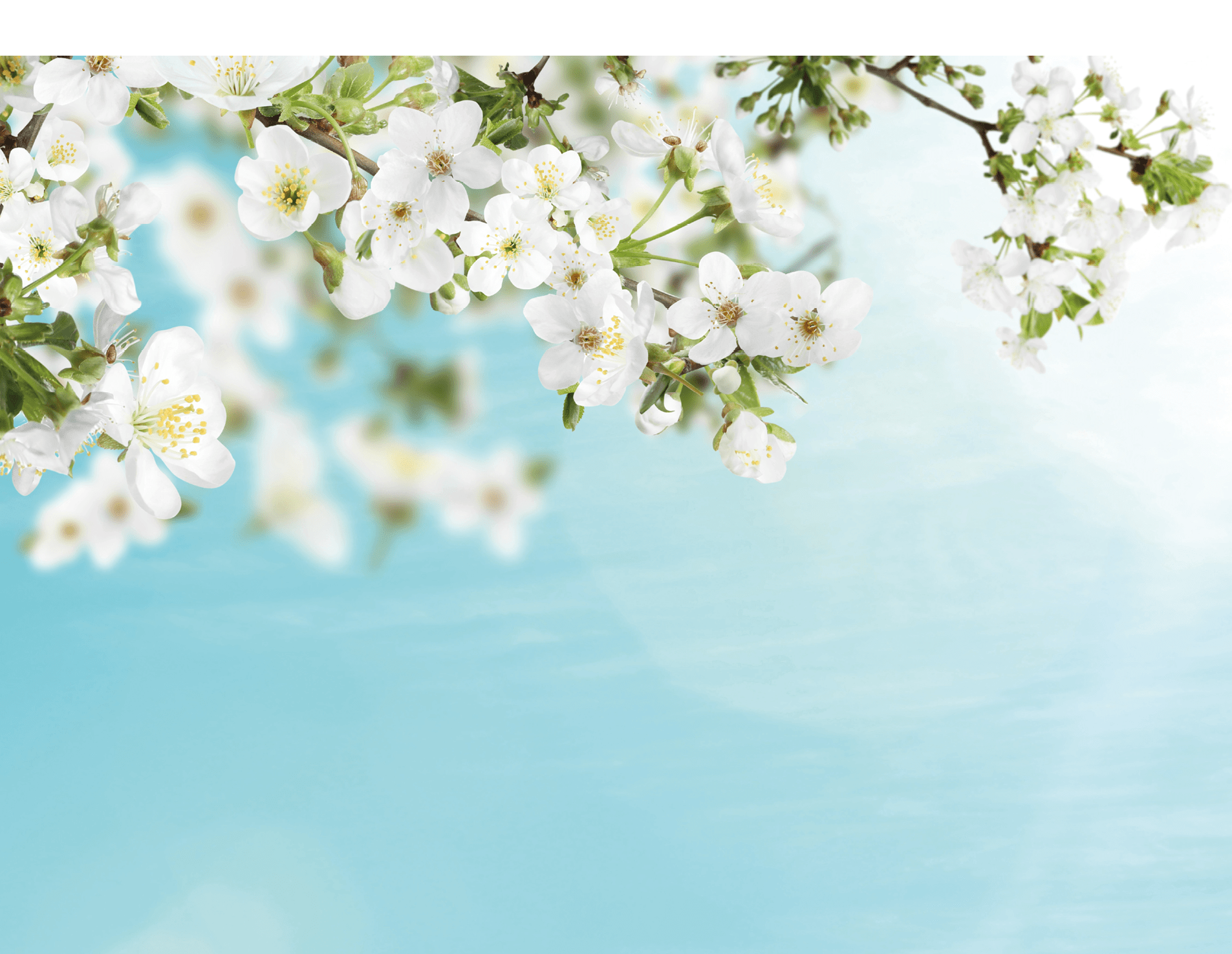 Amazing spring blossom. Tree branches with beautiful flowers outdoors on sunny day, banner design