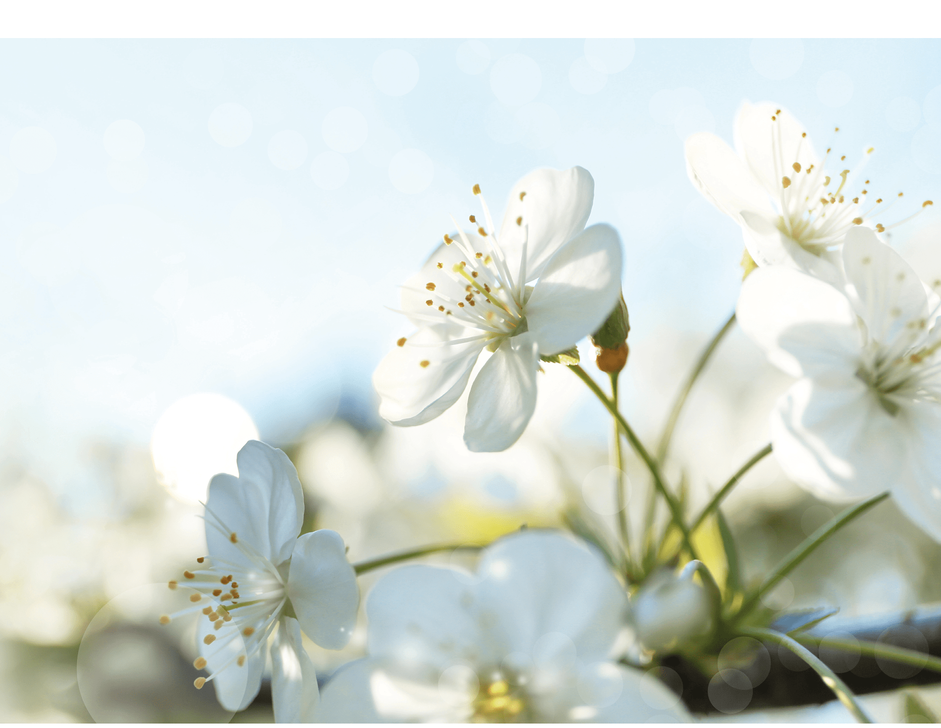 Beautiful cherry tree on sunny day. Amazing spring blossom