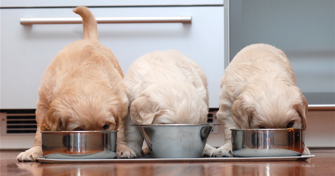 Cachorros comiendo pienso