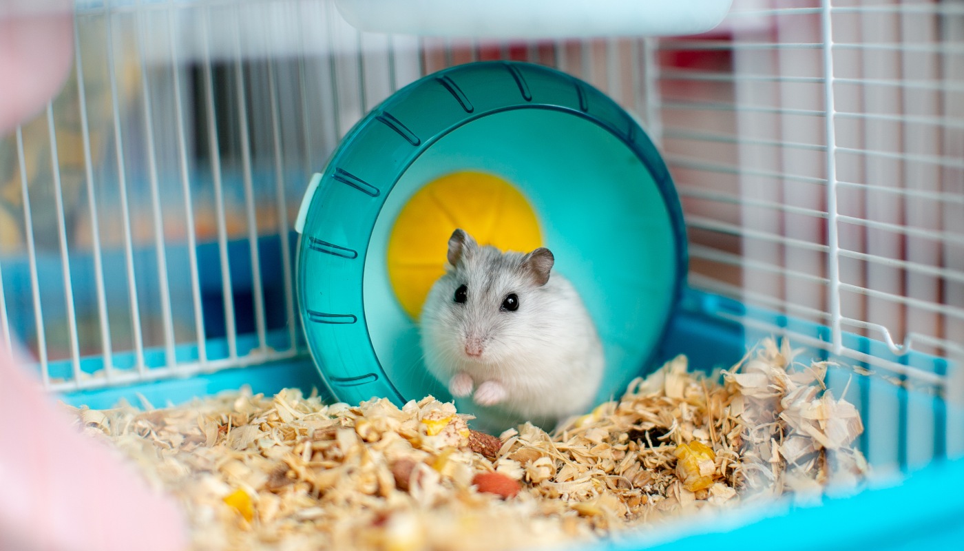 rat