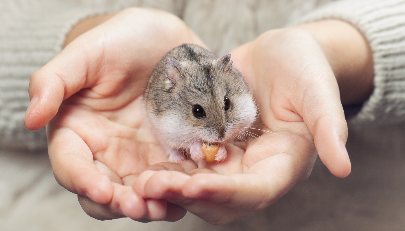 hamster